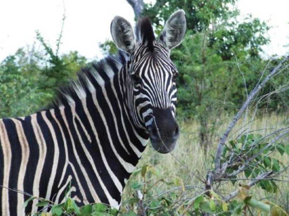 Shikwari Nature Reserve Hoedspruit Exterior foto